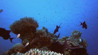 Tropikal resif balığı. Su altı deniz balığı. Renkli sualtı deniz manzarası. Tropik balık resifi denizcisi. Su altı deniz balığı. Tropikal balık resifi denizcisi.