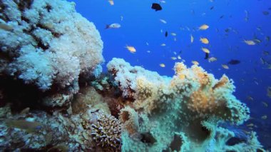 Tropik resif balığı yumuşak mercanları. Su altı deniz balığı. Renkli sualtı deniz manzarası. Tropik balık resifi denizcisi. Su altı deniz balığı. Tropikal balık resifi denizcisi.