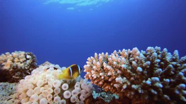 Tropik Deniz Anemones Palyaço Balığı. Su altı deniz balığı. Renkli sualtı deniz manzarası. Tropik balık resifi denizcisi. Su altı deniz balığı. Tropikal balık resifi denizcisi.