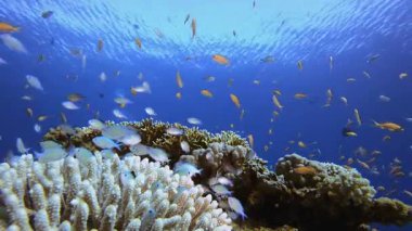 Tropikal Deniz Balıkları Su Altında. Su altı deniz balığı. Renkli sualtı deniz manzarası. Tropik balık resifi denizcisi. Su altı deniz balığı. Tropikal balık resifi denizcisi.