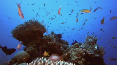 Tropikal Deniz Sualtı Renkli Balıkları. Su altı deniz balığı. Renkli sualtı deniz manzarası. Tropik balık resifi denizcisi. Su altı deniz balığı. Tropikal balık resifi denizcisi.
