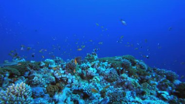 Tropikal Su altı Balıkları. Su altı deniz balığı. Renkli sualtı deniz manzarası. Tropik balık resifi denizcisi. Su altı deniz balığı. Tropikal balık resifi denizcisi.