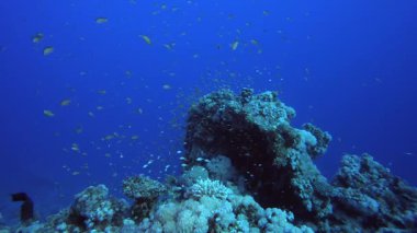 Tropikal Su altı Balıkları. Su altı deniz balığı. Renkli sualtı deniz manzarası. Tropik balık resifi denizcisi. Su altı deniz balığı. Tropikal balık resifi denizcisi.