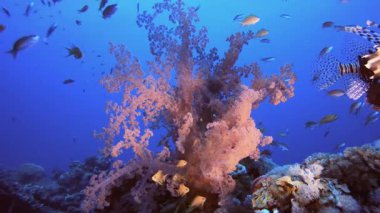 Tropik Yumuşak Mercan ve Aslan Balığı. Su altı deniz balığı. Renkli sualtı deniz manzarası. Tropik balık resifi denizcisi. Su altı deniz balığı. Tropikal balık resifi denizcisi.