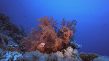 Tropik Yumuşak Mercanlar. Su altı deniz balığı. Renkli sualtı deniz manzarası. Tropik balık resifi denizcisi. Su altı deniz balığı. Tropikal balık resifi denizcisi.