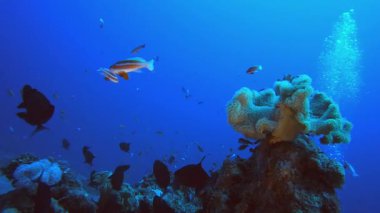 Tropikal Tetikleyici Mercan Resifi. Su altı deniz balığı. Renkli sualtı deniz manzarası. Tropik balık resifi denizcisi. Su altı deniz balığı. Tropikal balık resifi denizcisi.