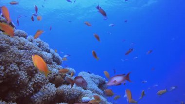 Tropik Su altı Renkli Resifi. Su altı deniz balığı. Renkli sualtı deniz manzarası. Tropik balık resifi denizcisi. Su altı deniz balığı. Tropikal balık resifi denizcisi.