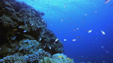 Tropik sualtı balık mercan resifleri. Su altı deniz balığı. Renkli sualtı deniz manzarası. Tropik balık resifi denizcisi. Su altı deniz balığı. Tropikal balık resifi denizcisi.