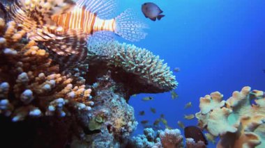 Tropik Sualtı Aslan Balığı. Su altı deniz balığı. Renkli sualtı deniz manzarası. Tropik balık resifi denizcisi. Su altı deniz balığı. Tropikal balık resifi denizcisi.