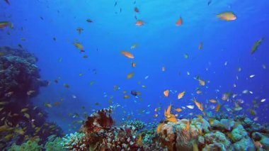 Tropik sualtı resif deniz aslanı balığı. Su altı deniz balığı. Renkli sualtı deniz manzarası. Tropik balık resifi denizcisi. Su altı deniz balığı. Tropikal balık resifi denizcisi.