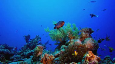 Sualtı Palyaço Balığı, Su altı Deniz Balığı. Renkli sualtı deniz manzarası. Tropik balık resifi denizcisi. Su altı deniz balığı. Tropikal balık resifi denizcisi.