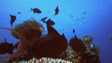 Sualtı Arka plan Balığı. Su altı deniz balığı. Renkli sualtı deniz manzarası. Tropik balık resifi denizcisi. Su altı deniz balığı. Tropikal balık resifi denizcisi.