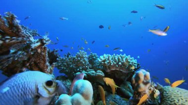 Tropik Deniz Mercan Bahçesi Aslan Balığı. Su altı deniz balığı. Renkli sualtı deniz manzarası. Tropik balık resifi denizcisi. Su altı deniz balığı. Tropikal balık resifi denizcisi.