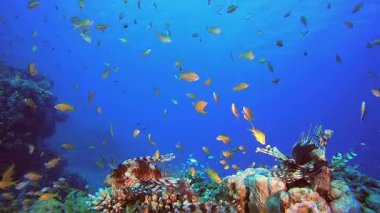 Sualtı Arkaplan Tropik Aslan Balığı. Su altı deniz balığı. Renkli sualtı deniz manzarası. Tropik balık resifi denizcisi. Su altı deniz balığı. Tropikal balık resifi denizcisi.