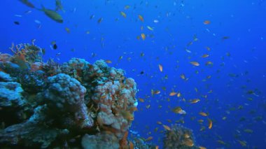 Sualtı Arkaplan Görünümü 4K 00 _ 19