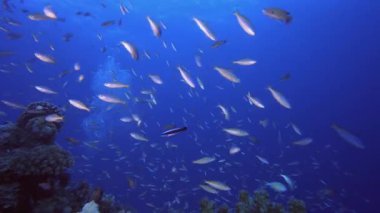 Sualtı Dünyası Balığı. Su altı deniz balığı. Renkli sualtı deniz manzarası. Tropik balık resifi denizcisi. Su altı deniz balığı. Tropikal balık resifi denizcisi.