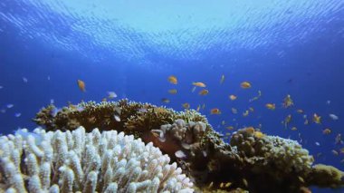 Su altı Mavi Yeşil Balık. Su altı deniz balığı. Renkli sualtı deniz manzarası. Tropik balık resifi denizcisi. Su altı deniz balığı. Tropikal balık resifi denizcisi.