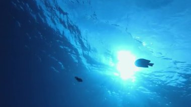 Sualtı Mavi Tropikal Denizi. Tropik mavi su. Deniz dalgaları. Mavi su arka planı. Yüzey deniz suyu. Mavi turkuaz deniz dalgaları.