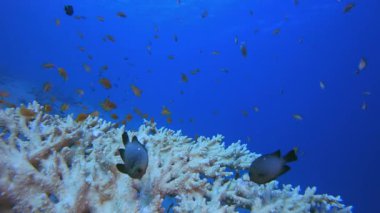 Sualtı Mavi Su Arkaplanı. Su altı deniz balığı. Renkli sualtı deniz manzarası. Tropik balık resifi denizcisi. Su altı deniz balığı. Tropikal balık resifi denizcisi.