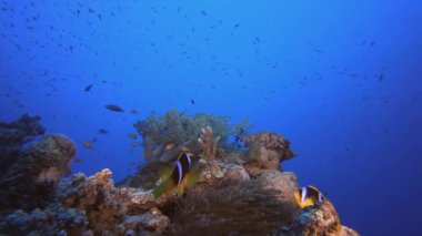 Sualtı Palyaço Balığı ve Deniz Amonları. Su altı deniz balığı. Renkli sualtı deniz manzarası. Tropik balık resifi denizcisi. Su altı deniz balığı. Tropikal balık resifi denizcisi.