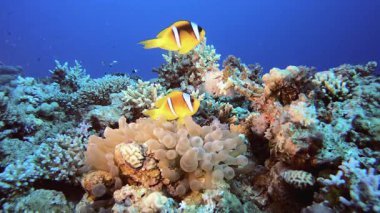 Sualtı Palyaço Balığı ve Deniz Amonları. Su altı deniz balığı. Renkli sualtı deniz manzarası. Tropik balık resifi denizcisi. Su altı deniz balığı. Tropikal balık resifi denizcisi.