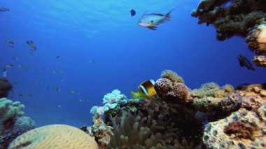 Sualtı Palyaço Balığı ve Deniz Amonları. Su altı deniz balığı. Renkli sualtı deniz manzarası. Tropik balık resifi denizcisi. Su altı deniz balığı. Tropikal balık resifi denizcisi.