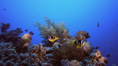 Sualtı Palyaço Balığı Mercan Resifi. Su altı deniz balığı. Renkli sualtı deniz manzarası. Tropik balık resifi denizcisi. Su altı deniz balığı. Tropikal balık resifi denizcisi.