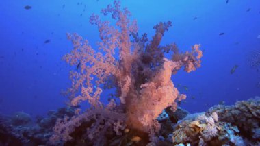 Sualtı Renkli Balık ve Yumuşak Mercanlar. Su altı deniz balığı. Renkli sualtı deniz manzarası. Tropik balık resifi denizcisi. Su altı deniz balığı. Tropikal balık resifi denizcisi.