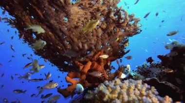 Su altı mercan kayalıkları. Su altı deniz balığı. Renkli sualtı deniz manzarası. Tropik balık resifi denizcisi. Su altı deniz balığı. Tropikal balık resifi denizcisi.