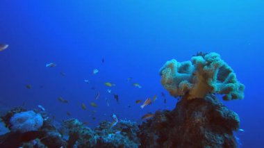Su altı mercan kayalıkları. Su altı deniz balığı. Renkli sualtı deniz manzarası. Tropik balık resifi denizcisi. Su altı deniz balığı. Tropikal balık resifi denizcisi.