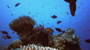 Su altı mercan resifi manzarası. Su altı deniz balığı. Renkli sualtı deniz manzarası. Tropik balık resifi denizcisi. Su altı deniz balığı. Tropikal balık resifi denizcisi.