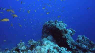 Su altı mercan resifi manzarası. Su altı deniz balığı. Renkli sualtı deniz manzarası. Tropik balık resifi denizcisi. Su altı deniz balığı. Tropikal balık resifi denizcisi.