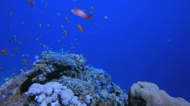 Su altı mercan resifi denizcisi. Su altı deniz balığı. Renkli sualtı deniz manzarası. Tropik balık resifi denizcisi. Su altı deniz balığı. Tropikal balık resifi denizcisi.