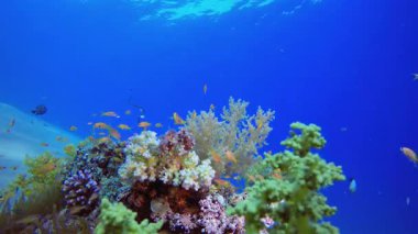 Sualtı Coral Tropik Resifi. Su altı deniz balığı. Renkli sualtı deniz manzarası. Tropik balık resifi denizcisi. Su altı deniz balığı. Tropikal balık resifi denizcisi.