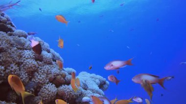 Su altı mercan resif balığı. Su altı deniz balığı. Renkli sualtı deniz manzarası. Tropik balık resifi denizcisi. Su altı deniz balığı. Tropikal balık resifi denizcisi.