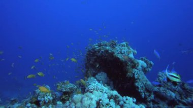 Su altı mercan resif balığı. Su altı deniz balığı. Renkli sualtı deniz manzarası. Tropik balık resifi denizcisi. Su altı deniz balığı. Tropikal balık resifi denizcisi.