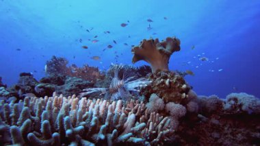 Sualtı Balık ve Mercan Bahçesi. Su altı deniz balığı. Renkli sualtı deniz manzarası. Tropik balık resifi denizcisi. Su altı deniz balığı. Tropikal balık resifi denizcisi.