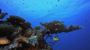 Sualtı Balık Mercan Kayalıkları Palyaçosu. Su altı deniz balığı. Renkli sualtı deniz manzarası. Tropik balık resifi denizcisi. Su altı deniz balığı. Tropikal balık resifi denizcisi.