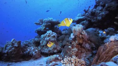 Su altı balık resifi denizcisi. Su altı deniz balığı. Renkli sualtı deniz manzarası. Tropik balık resifi denizcisi. Su altı deniz balığı. Tropikal balık resifi denizcisi.