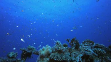 Sualtı Balık Tropikal Resifi Denizcisi. Su altı deniz balığı. Renkli sualtı deniz manzarası. Tropik balık resifi denizcisi. Su altı deniz balığı. Tropikal balık resifi denizcisi.