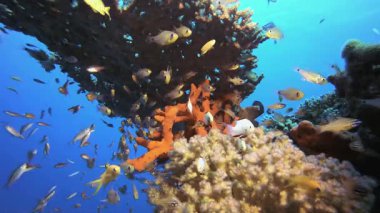 Su altı Cam Balığı Mercan Resifi. Su altı deniz balığı. Renkli sualtı deniz manzarası. Tropik balık resifi denizcisi. Su altı deniz balığı. Tropikal balık resifi denizcisi.