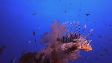 Sualtı Aslan Balığı Yumuşak Mercanları. Su altı deniz balığı. Renkli sualtı deniz manzarası. Tropik balık resifi denizcisi. Su altı deniz balığı. Tropikal balık resifi denizcisi.