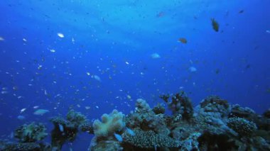 Sualtı Okyanusu Hayat Balığı. Tropik sualtı balığı. Su altı balık resifi denizcisi. Su altı deniz balığı. Mercan bahçesi deniz manzarası. Resif mercan sahnesi.