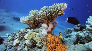 Sualtı Kırmızı Palyaço Balığı ve Deniz Amonları. Tropik sualtı balığı. Su altı balık resifi denizcisi. Su altı deniz balığı. Mercan bahçesi deniz manzarası. Resif mercan sahnesi.