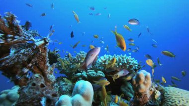 Su altı mercan kayalıkları. Tropik sualtı balığı. Su altı balık resifi denizcisi. Su altı deniz balığı. Mercan bahçesi deniz manzarası. Resif mercan sahnesi.