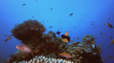 Su altı mercan balığı tetikleyicisi. Tropik sualtı balığı. Su altı balık resifi denizcisi. Su altı deniz balığı. Mercan bahçesi deniz manzarası. Resif mercan sahnesi.