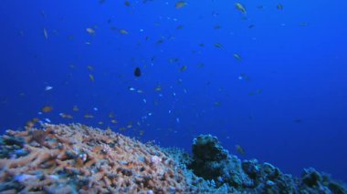 Su altı resif mercan tropikal. Tropik sualtı balığı. Su altı balık resifi denizcisi. Su altı deniz balığı. Mercan bahçesi deniz manzarası. Resif mercan sahnesi.