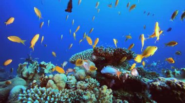 Sualtı Sahne Mercan Resifi. Tropik renkli sualtı deniz manzarası. Su altı balık bahçesi resifi. Resif mercan sahnesi. Mercan bahçesi deniz manzarası.