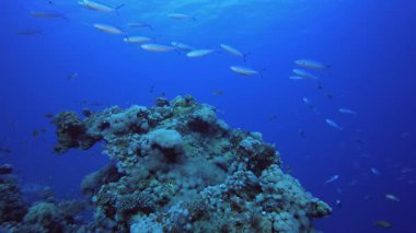 Sualtı Sahne Mercan Resifi. Tropik renkli sualtı deniz manzarası. Su altı balık bahçesi resifi. Resif mercan sahnesi. Mercan bahçesi deniz manzarası.