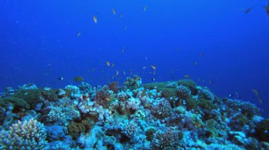 Sualtı Sahne Mercan Resifi. Tropik renkli sualtı deniz manzarası. Su altı balık bahçesi resifi. Resif mercan sahnesi. Mercan bahçesi deniz manzarası.